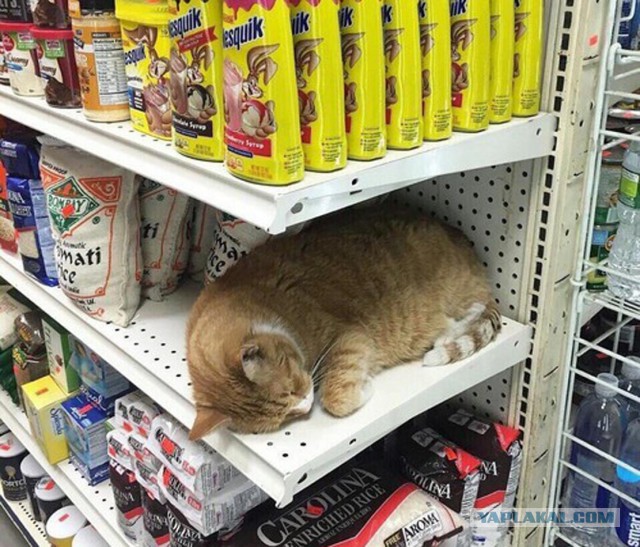 Прикольных котов пост