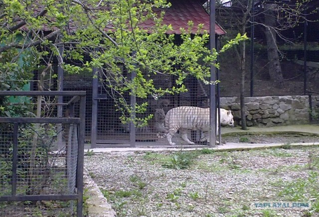 Тигрюля родила сразу четверых малышей