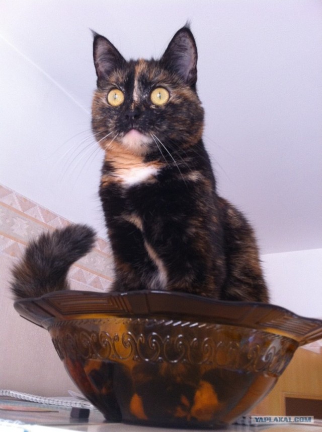 Котовторник 29.05.2012