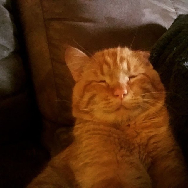 Прикольных котов пост