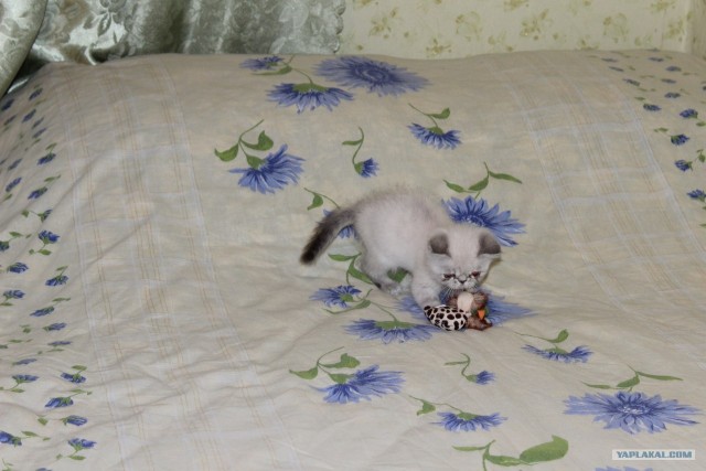 Котовторник 31.07.2012 г.