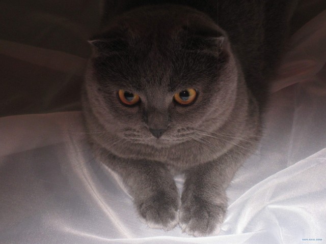 Котовторник  14.08.2012.