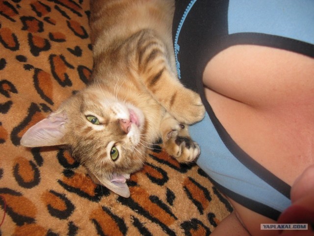 Котовторник  28.08.12