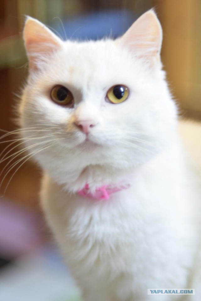 Котовторник 19.02.2019