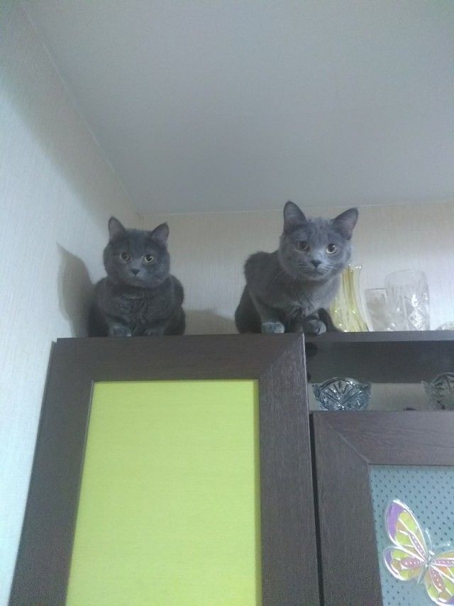 Забавные фото котеек
