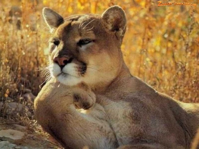 Дикий котовторник