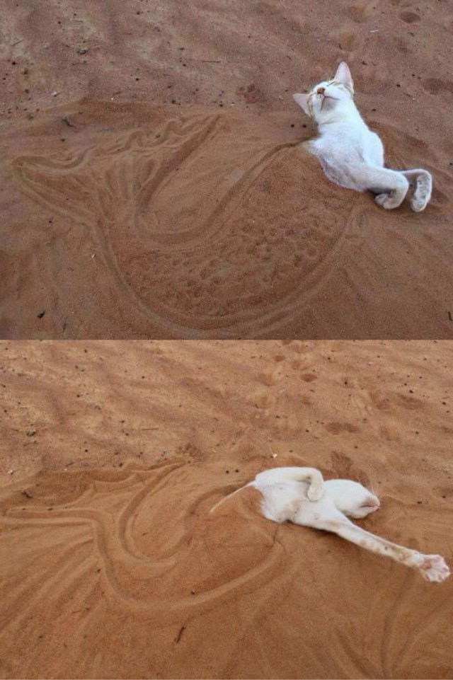 Котовторник! начнем? 04.06.19