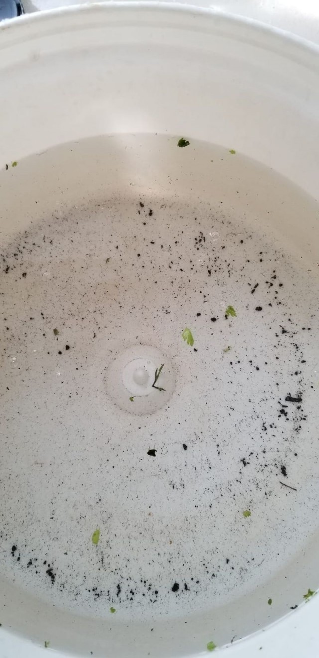 Пикантный салат из кабачков.