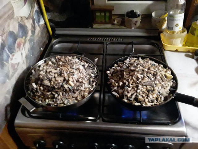 Грибные выходные