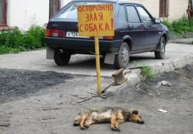 Живность из сети