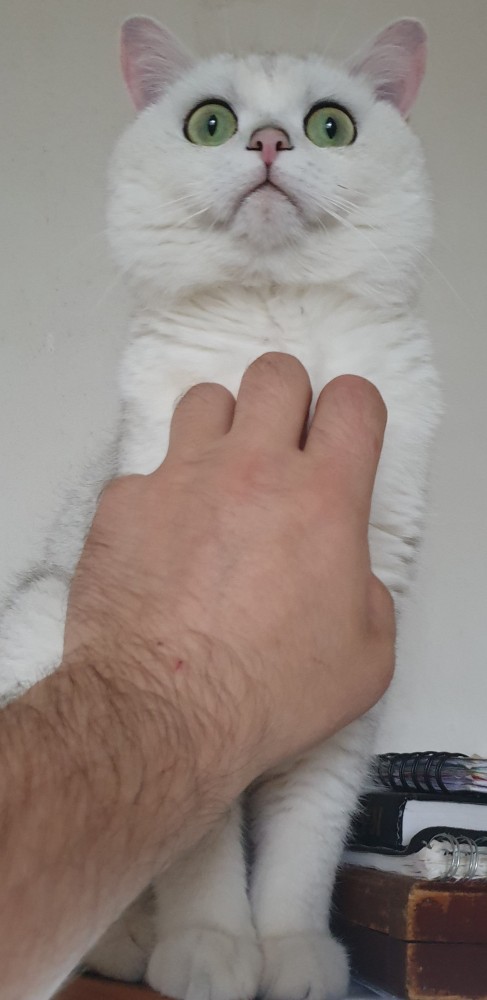 Котовторник от генерала мяу