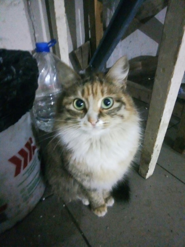 Забавные фото котеек
