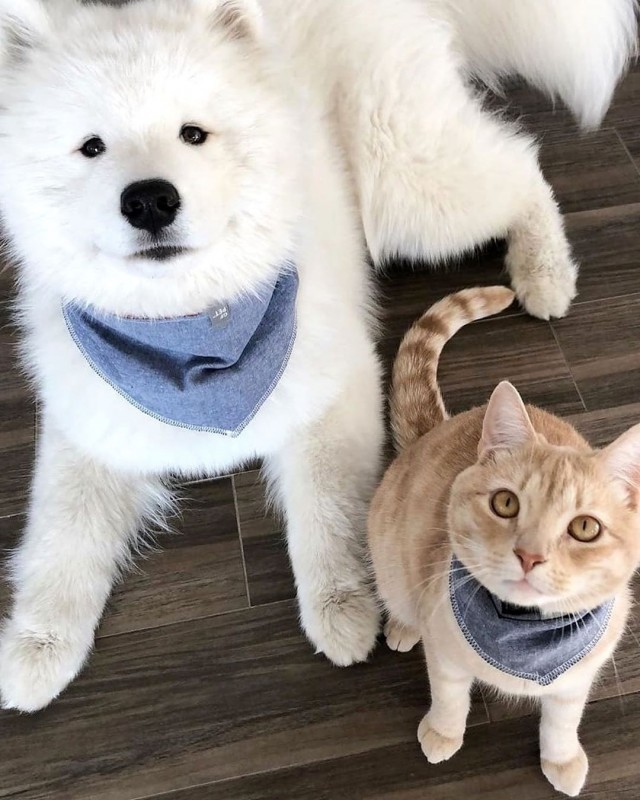 Уже не котовторник, но еще и не собакочетверг