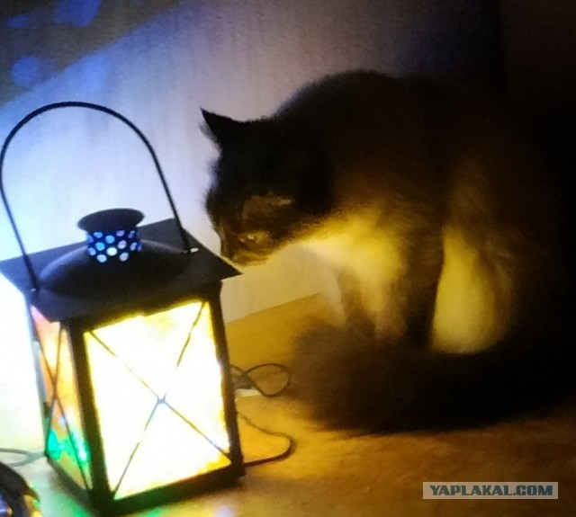 ЯП в кошках