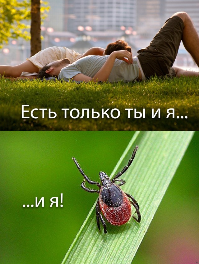 Помогите опознать насекомое. Кажется в Москве проснулись клещи
