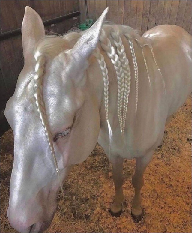 Эти забавные животные