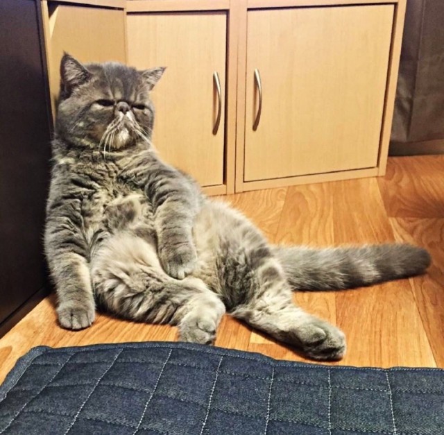 Эти забавные животные