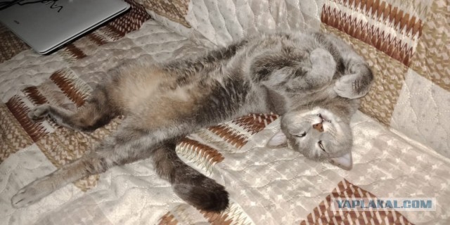 "Удоли!" Дурацкие фото котеек, которые они просили не показывать