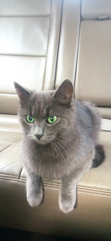 Котовторник. Знакомьтесь, Мася