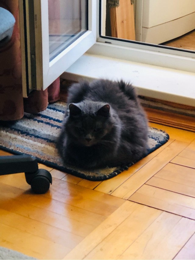Даешь котовторник!