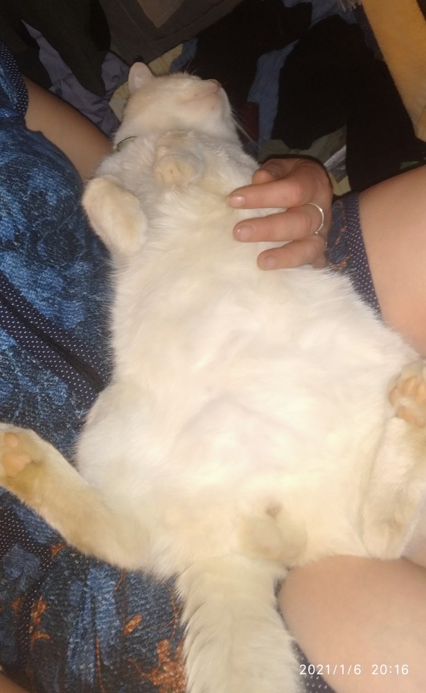 С котовторником!