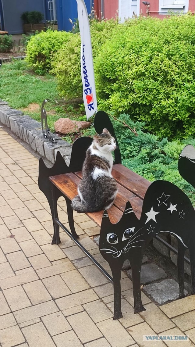 Хоба! Котовторник!