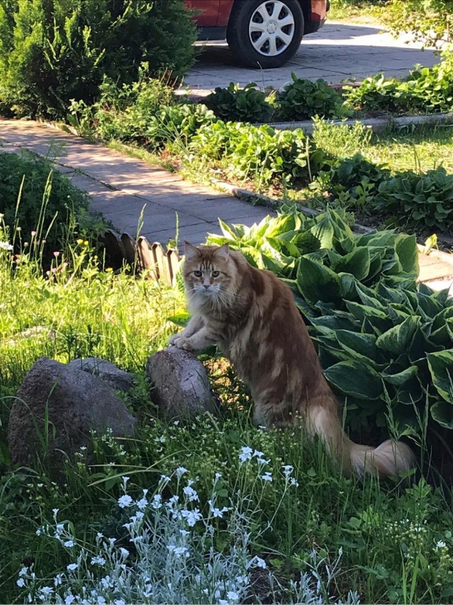 Погнали! С котовторником, други!