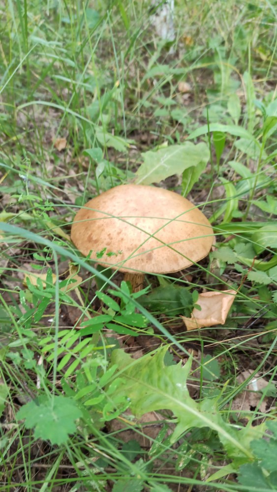 Грибы - грибы - грибочки