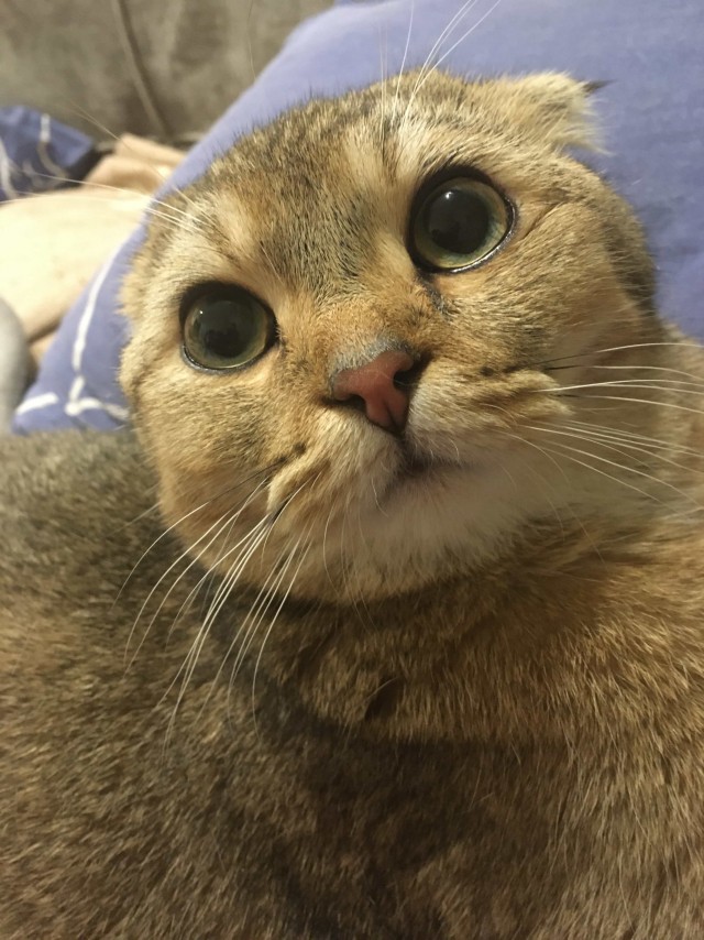 Котовторник (свои добавляем)