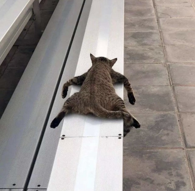 Котовторник (свои добавляем)