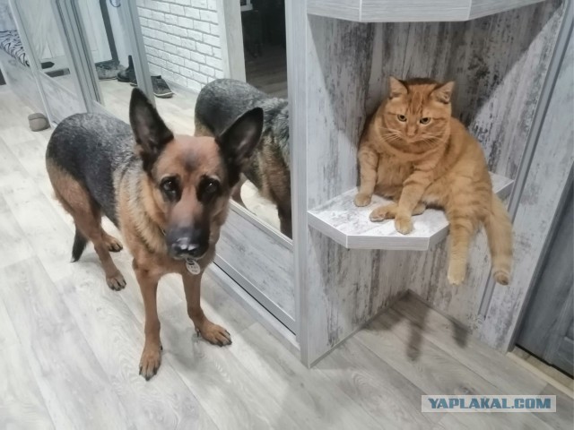 Когда то я была меньше кота, а теперь мы друзья