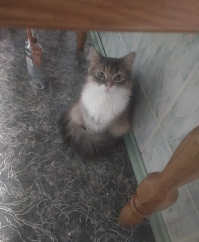 Котовторнику быть