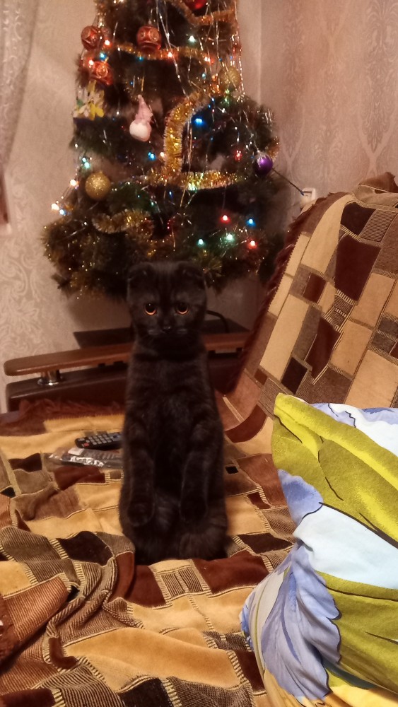 Первый котовторник 2022