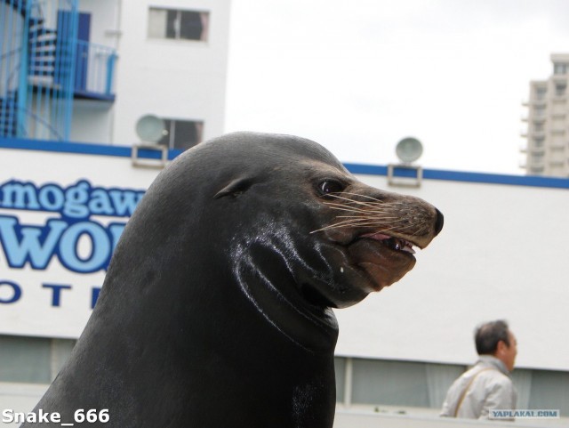 SeaworlD  Япония