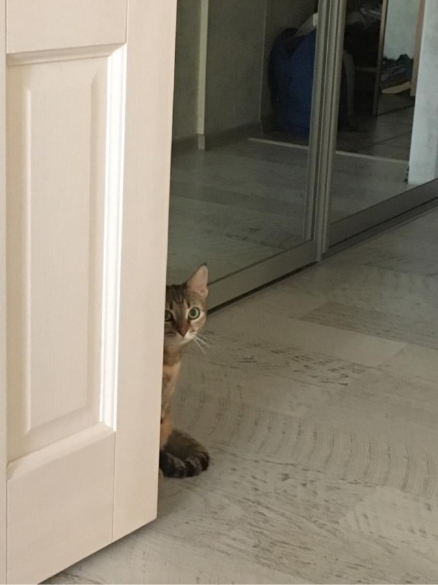 Котовторник. Февраль