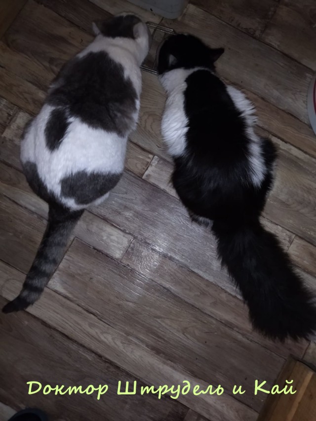 Жизнь домашнего приюта "Котоленд" 326