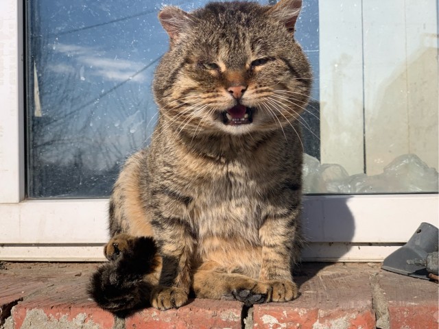 Котовторник вроде.