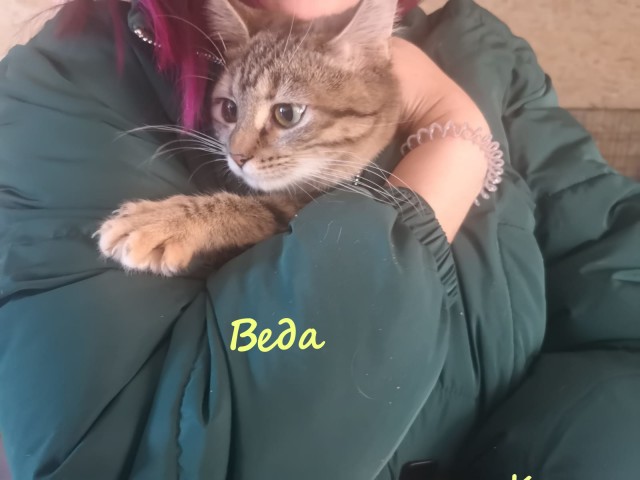 Жизнь домашнего приюта "Котоленд" 328