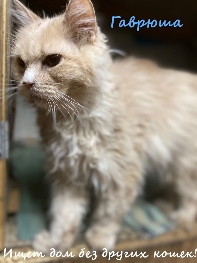 Жизнь домашнего приюта "Котоленд" 332