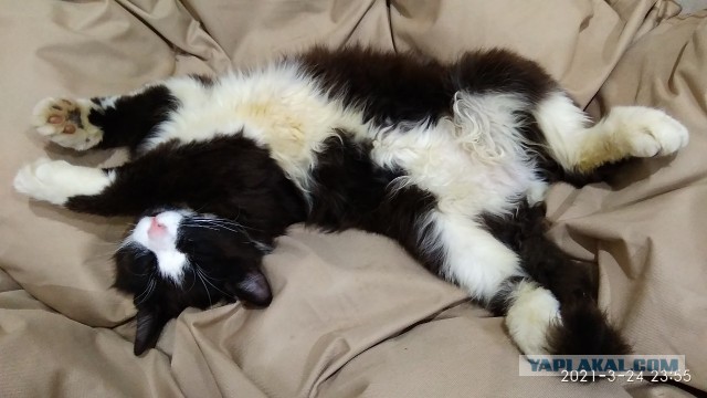 Специально для тех глупцов, которые считают котов бесполезными животными