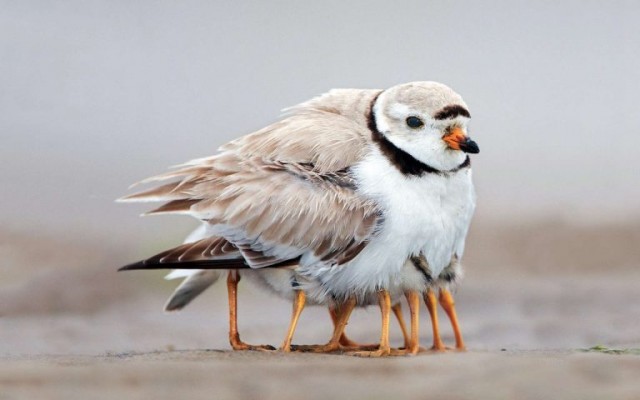 Это нужно развидеть: 14 забавных фото, которые обманут ваше зрение