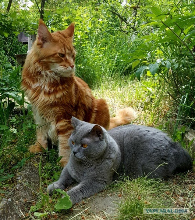 Лето и коты