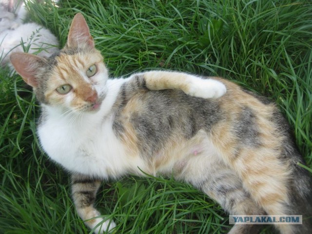 Жизнь домашнего приюта для котеек 404