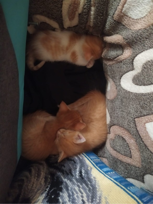 С Котовторником вас! Зовут Чеса!