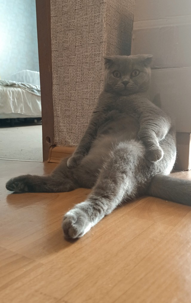 Вторник, ваши коты и кошки в студию