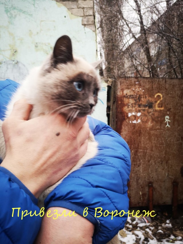 Жизнь домашнего приюта "Котоленд" 364