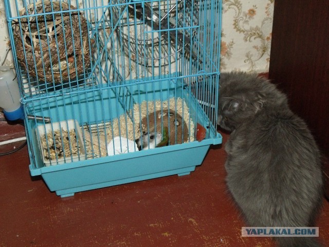 Котовторник  19.03.2013