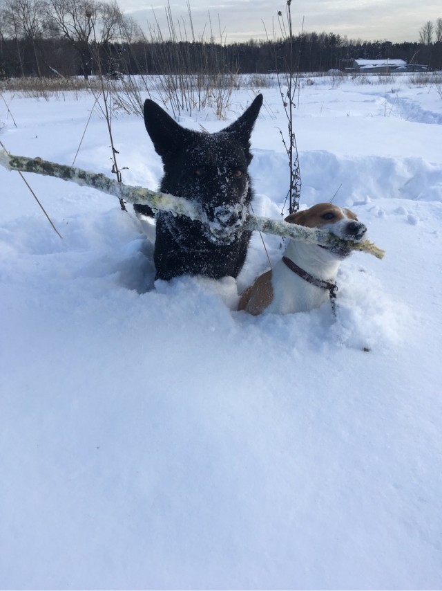 Ну чё, погнали наши городских!