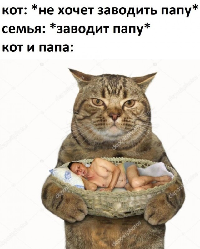 Отец не хочет заводить кота мем