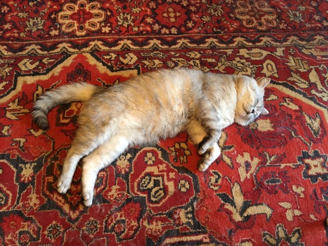 Коротко о сне с котом